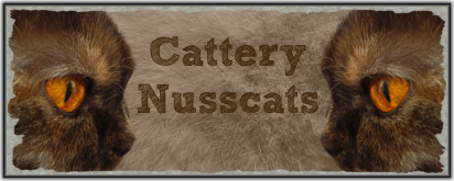 Britisch Kurzhaar (BKH) Zucht Nusscats